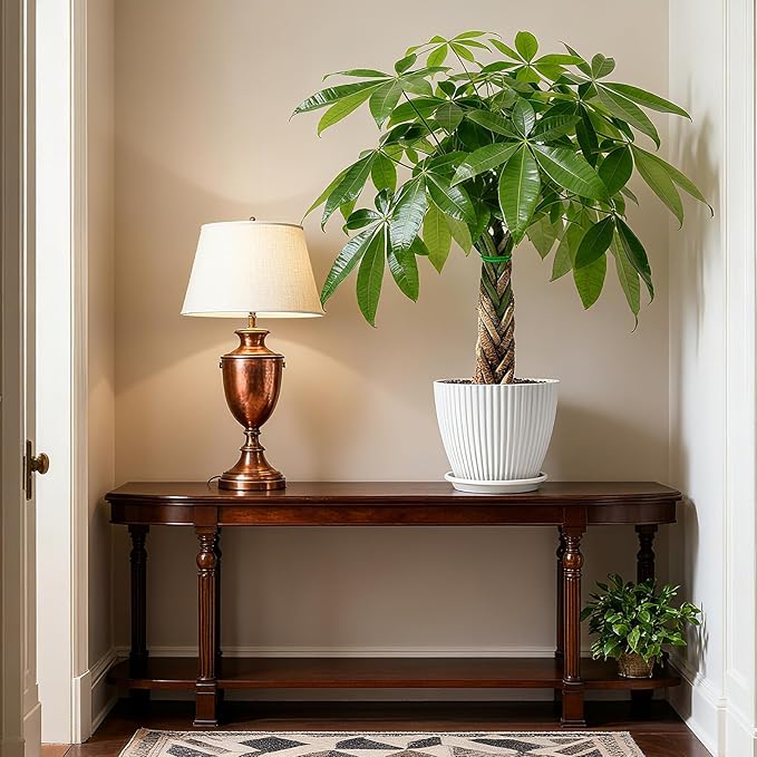 Sprout N Green 8-10" Money Tree with 5 Lucky Braid, Live Plant with White Stripe Pot, Decoration for Indoor Home Office Tabletop Windowsill Side Table, Housewarming Christmas Gift