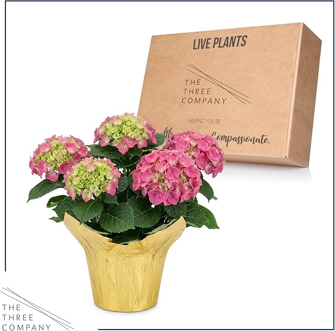 Live Flowering Hydrangea - Shades of Pink, 3+ Beautiful Blooms, 1.5 Qt Pot with Deco Cover, 12" Tall by 8" Wide