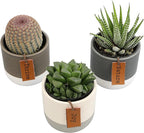 LoLite Cactus & Live Succulent Plants Set (3 Pack), Low Light Houseplants, Easy Plant Gift, Approx. 4-6 in. Tall, Mixed Haworthia, Gasteria & Cacti Varieties, Stylish 2-Tone Ceramic Pots Included