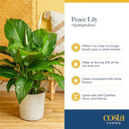 Costa Farms Peace Lily Extra Large Live Plant in Plastic Pot, Air Purifying Flowering Indoor Houseplant, Perfect for Home, Room, or Office Decor, Great House Warming or Birthday Gift, 3-4 Feet Tall