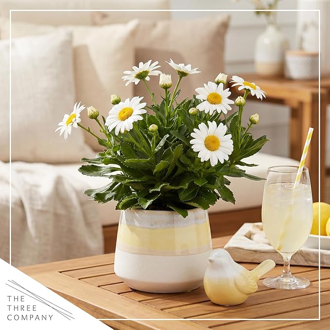 Shasta Daisy - Live Flowering Perennial (2 Per Pack), Blooms Spring and Summer, 10" Tall by 4" Wide in 1.6 Pt Pot