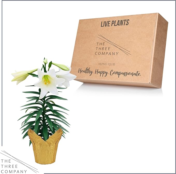 Live Flowering Easter Lily in Deco Cover, 3+ Blooms Per Plant, 12" Tall by 6" Wide in 1.25 Qt Pot