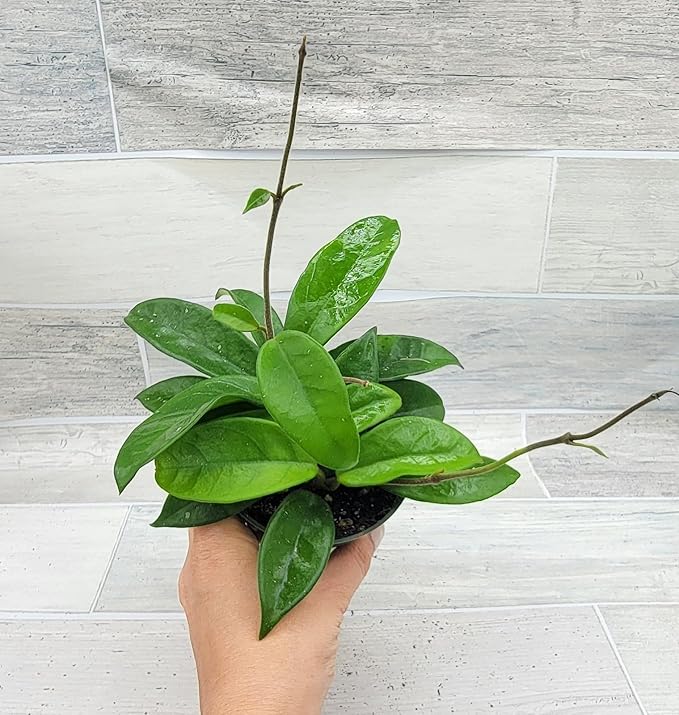 Hoya Carnosa Live in 4 inch Nursery Plant Pot Live Rare Exotic Tropical Indoor House Plants Easy to Grow Housewarming Gift Decoration Gift for Home or Office by 3exoticgreen