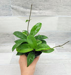 Hoya Carnosa Live in 4 inch Nursery Plant Pot Live Rare Exotic Tropical Indoor House Plants Easy to Grow Housewarming Gift Decoration Gift for Home or Office by 3exoticgreen
