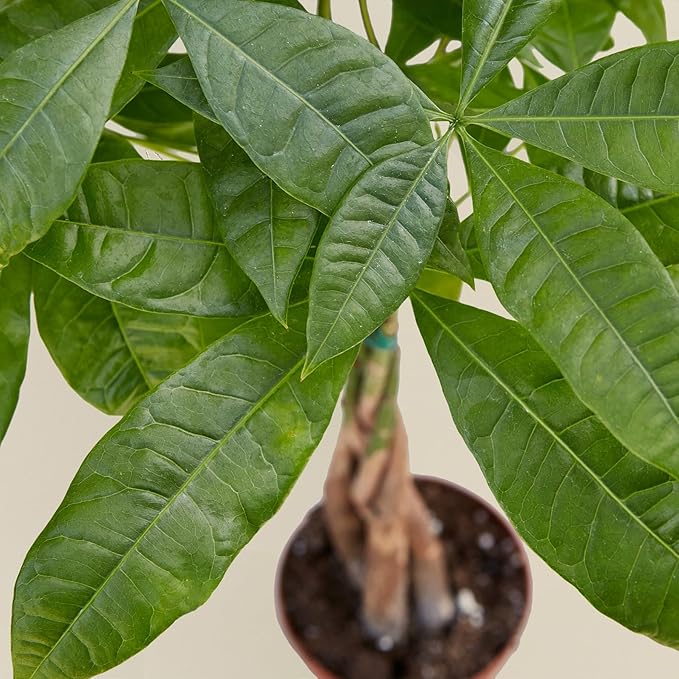 Money Tree 'Guiana Chestnut' Pachira Braid | Live Plant for Indoor & Outdoor | for Living Room, Office, Bathroom | (4" Pot)