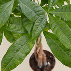 Money Tree 'Guiana Chestnut' Pachira Braid | Live Plant for Indoor & Outdoor | for Living Room, Office, Bathroom | (6" Pot)
