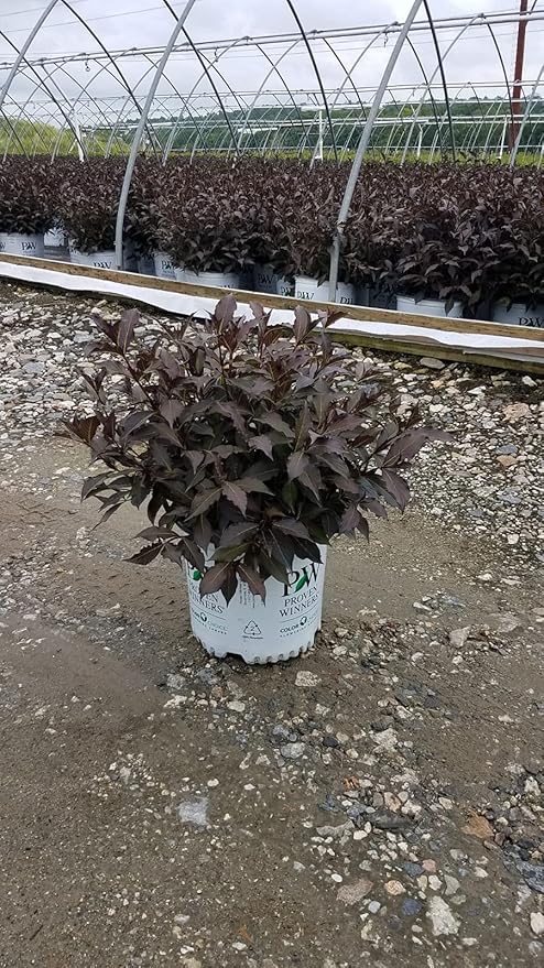 Proven Winners - Weigela florida Spilled Wine (Weigela) Shrub, pink flowers, #3 - Size Container