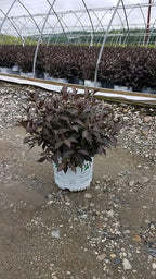 Proven Winners - Weigela florida Spilled Wine (Weigela) Shrub, pink flowers, #3 - Size Container