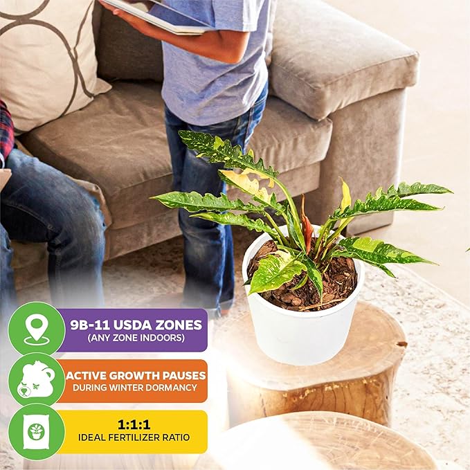 Philodendron 'Ring of Fire' Variegated Live Plant - Philodendron Wendlandii x P. Tortum by Wellspring Gardens - Rare Indoor Houseplants Ridge, Color-Splashed Leaves - Starter Plant