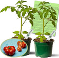 Clovers Garden Brandywine Pink Tomato Plants- Two (2) Live Plants – Non-GMO - Not Seeds – Each 4"-8" Tall in 4 Inch Pots - Amish Heirloom