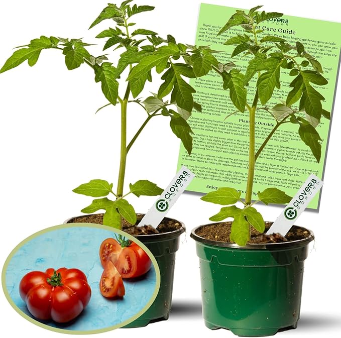 Clovers Garden Brandywine Pink Tomato Plants- Two (2) Live Plants – Non-GMO - Not Seeds – Each 4"-8" Tall in 4 Inch Pots - Amish Heirloom