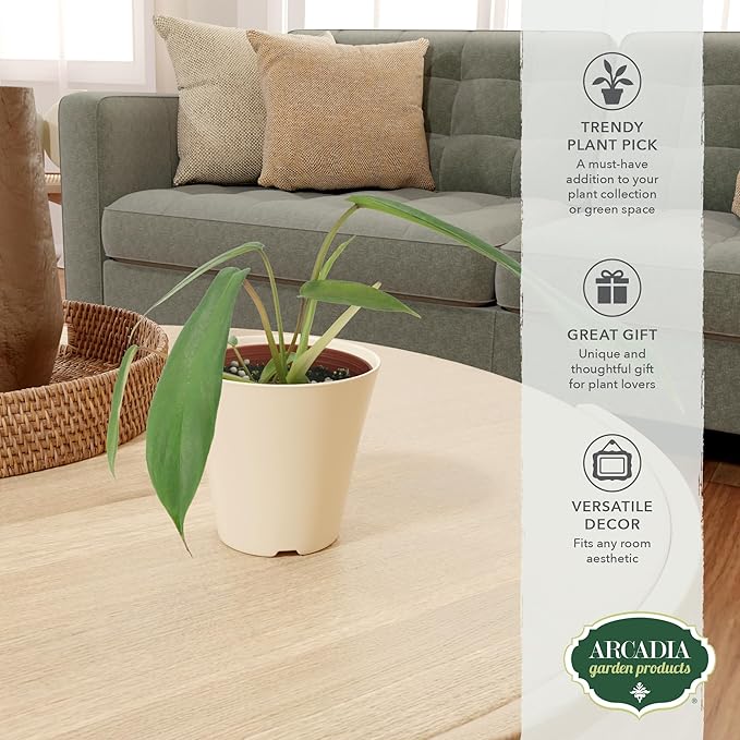 Arcadia Garden Products Live Joepii Philodendron Rare Indoor Houseplant in Plastic Pot, Tropical Plant Collector Gift for Home and Garden Decor, 4-inch, Beige