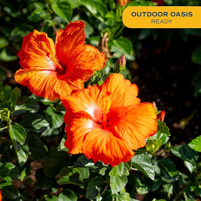 Costa Farms Premium Hibiscus Tropical Outdoor Flowering Plants 1-Gallon, Grower Pot 16-Inches Tall, Orange Flowers