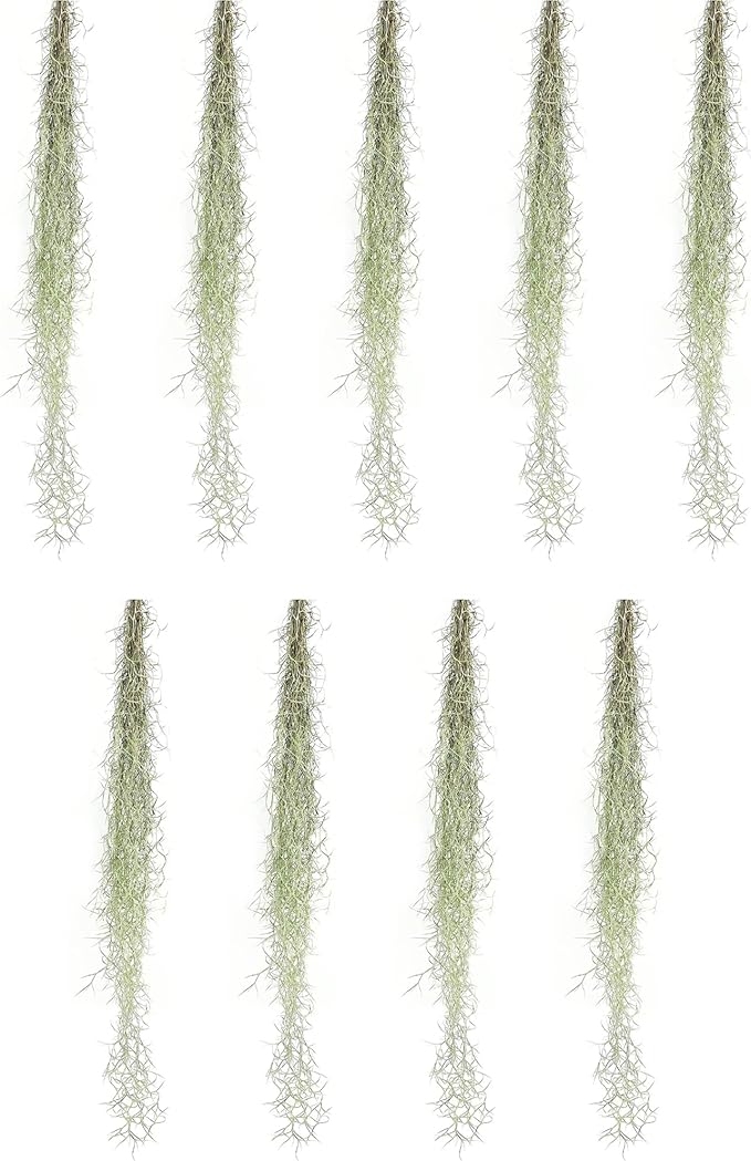 ragnaroc Tillandsia Usneoides ‘Thick-Colombian Spanish Moss’ - ragnaroc Indoor Tropical Plant 16” / 9 oz - Live Arrival Guaranteed - Live Air Plant & House Plants for Home Decor & Gift