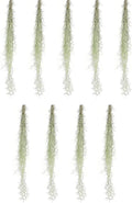 ragnaroc Tillandsia Usneoides ‘Thick-Colombian Spanish Moss’ - ragnaroc Indoor Tropical Plant 16” / 9 oz - Live Arrival Guaranteed - Live Air Plant & House Plants for Home Decor & Gift