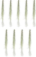 ragnaroc Tillandsia Usneoides ‘Thick-Colombian Spanish Moss’ - ragnaroc Indoor Tropical Plant 16” / 9 oz - Live Arrival Guaranteed - Live Air Plant & House Plants for Home Decor & Gift