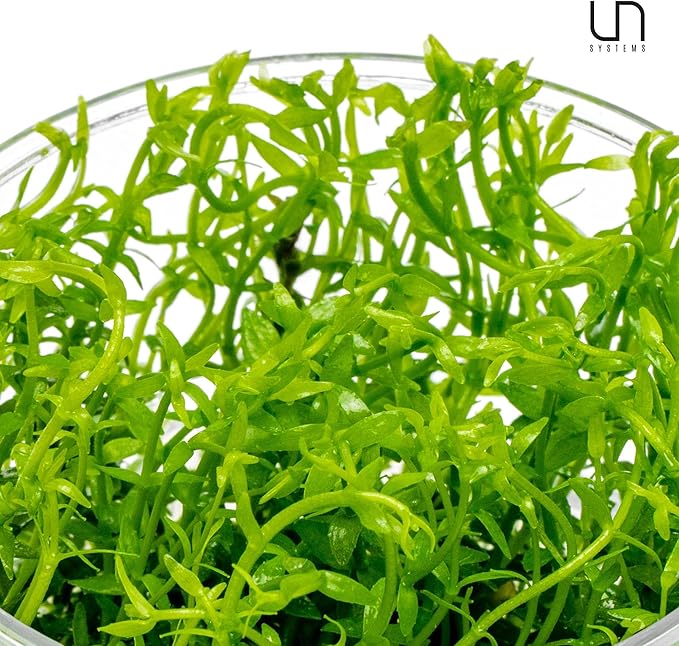 Ultum Nature Systems Live Tissue Culture - Gratiola viscidula - Moderate - Medium Light - Light Green Accent - Foreground to Midground - 100% Snail Free Grown in-Vitro - Regular Cup