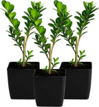 My Shelfie – Japanese Boxwood Bonsai Starter Tree (Buxus microphylla Japonica), 2-Inch Live Evergreen Shrub for Indoor or Outdoor Garden, Hedge, and Landscape Décor (3)