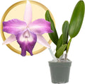 Better-Gro Cattleya Cariad's Mini Quinee 'Angel Kiss', 4" Live Plant, Blooms in 6-12 Months with Proper Care, White & Blue Petals with Blue Lip, Hand-Selected by Master Growers