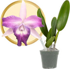 Better-Gro Cattleya Cariad's Mini Quinee 'Angel Kiss', 4" Live Plant, Blooms in 6-12 Months with Proper Care, White & Blue Petals with Blue Lip, Hand-Selected by Master Growers