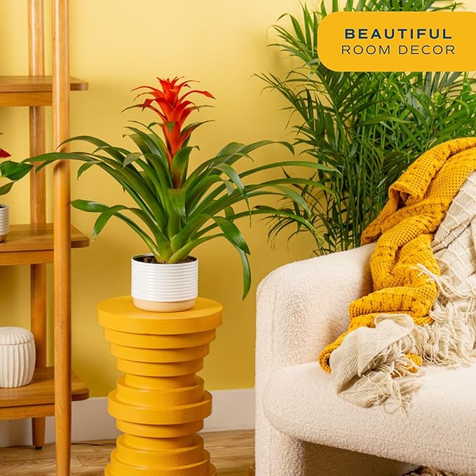 Costa Farms Bromeliad Live Plant in Decorative Pot, Flowering Indoor Houseplant, Perfect for Home, Room, or Office Decor, Great House Warming or Birthday Gift, 16-20 Inches Tall