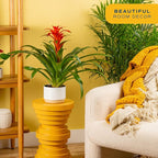 Costa Farms Bromeliad Live Plant | Blooming Flowers, 20-Inches Tall | Live Indoor Houseplant in Garden Flower Pot | Color Varies | Housewarming Gift | Home, Office and Room Decor