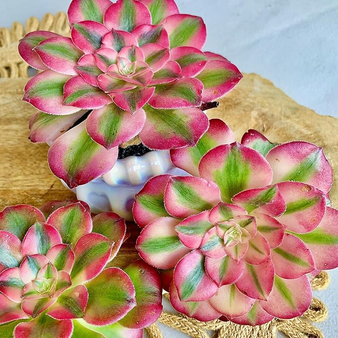 FWPP Succulents Plants Live Echeveria Perle von Nürnberg,Mini Succulents Red 3 inches Mini Succulents,Bare Root Without Pot,Succulent Plant Live Decoration Plant Gifts