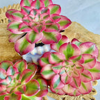 FWPP Succulents Plants Live Echeveria Perle von Nürnberg,Mini Succulents Red 3 inches Mini Succulents,Bare Root Without Pot,Succulent Plant Live Decoration Plant Gifts