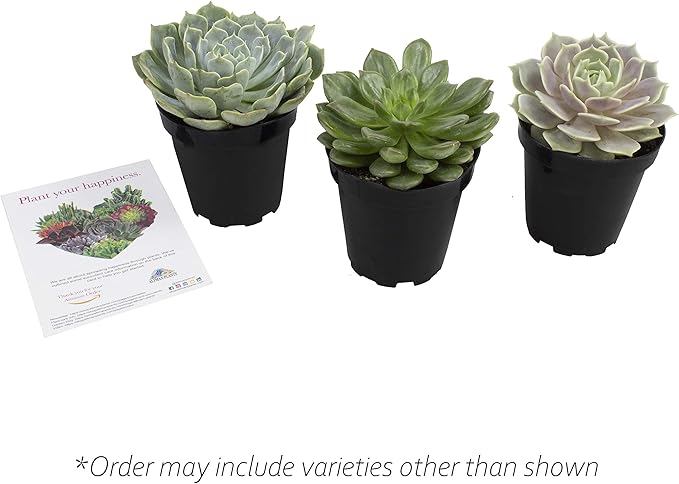 Altman Plants, Echeveria Succulents Live Plants (3 Pack) Assorted 3.5" Potted Succulents Plants Live House Plants in Cacti and Succulent Soil, Wedding Party Favors Cactus Plants Live Indoor Plants