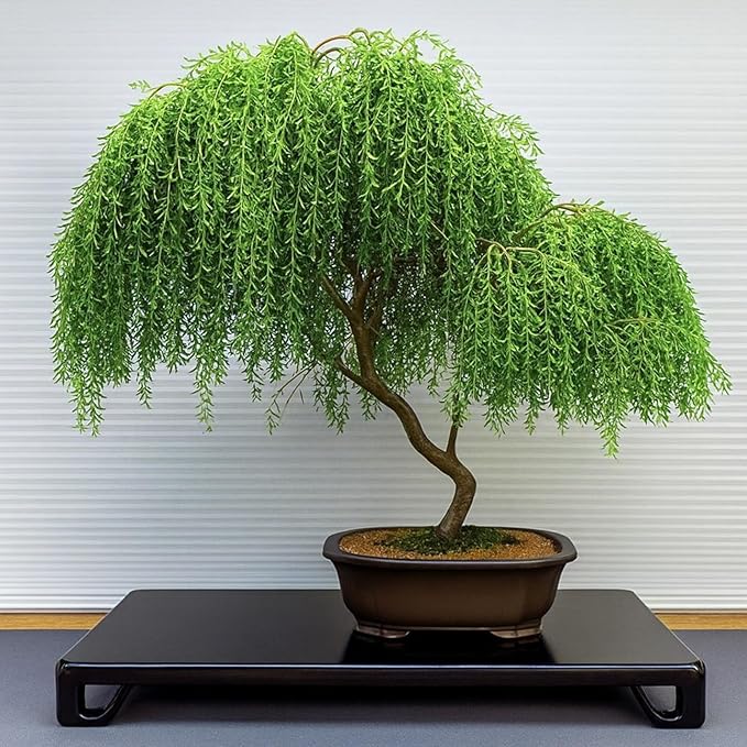 Asian Willow Bonsai Tree Cutting to Grow - Fast Growing, Indoor/Outdoor Bonsai Material