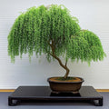 Asian Willow Bonsai Tree Cutting to Grow - Fast Growing, Indoor/Outdoor Bonsai Material