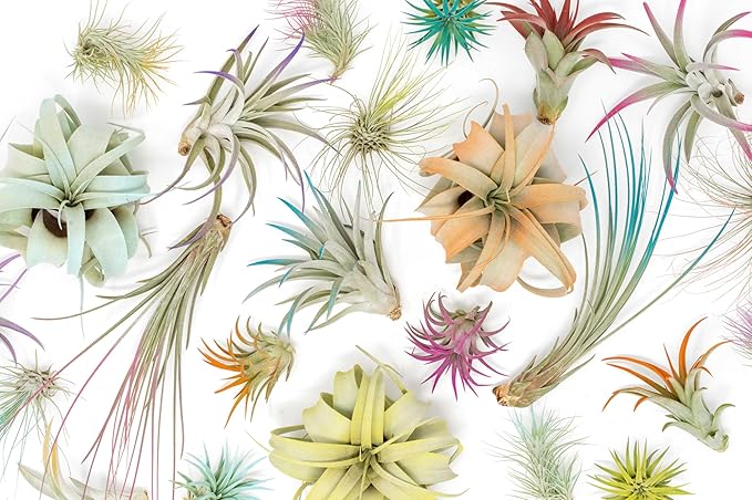 Lavender Colorful Tillandsia Air Plants - Long Lasting Color Enhanced Live Tillandsia Succulent House Plants - Home and Garden Decor - Easy Care Indoor and Outdoor Plants