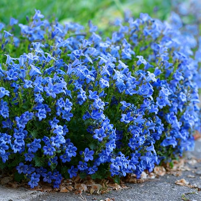 Mix Climbing Lobelia Flower Seeds for Planting, 309+pcs Rare Perennial Climber Trailing Lobelia Flower Seeds Plants, Beauty Flowers Plants Yard Potted Decoration for Home Garden Outdoors