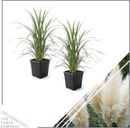 Live Ornamental Pampas Grass (Cortaderia selloana) - White (2 Pack) - Perennial Accent Plant - 10" Tall by 5" Wide in 1.5 Qt Pot