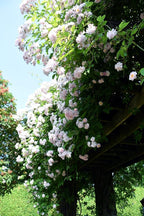 Okatsune No. 133 Pruning Skin Sack, 1 Piece Long, Width 11.6 x Height 3.9 x Depth 15.0 inches (2880 x 101 x 380 mm)