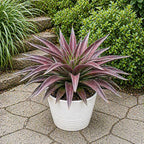 Mangave 'Red Wing' (1.5" Plug) - Live Succulent Plant, Agave Like Rosette, Low Maintenance, Drought-Tolerant Landscaping Plant for Home Garden Decor, Beginner-Friendly Live Plants