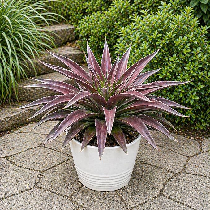 Mangave 'Red Wing' (1.5" Plug) - Live Succulent Plant, Agave Like Rosette, Low Maintenance, Drought-Tolerant Landscaping Plant for Home Garden Decor, Beginner-Friendly Live Plants