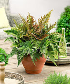 American Plant Exchange Live Autumn Fern – 6-Inch Pot – Hardy Shade-Loving Fern with Copper-Toned New Growth, Easy Care Plant for Outdoor Gardens, Patios, Containers & Woodland Landscapes