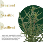 12 Tuscan Blue Rosemary, Live Plants – Rosmarinus Officinalis – Hardy & Fragrant Herb in 2.5” Nursery Pots – Grows Up to 5 Ft, Easy to Maintain, Great for Cooking, Landscaping & Aromatherapy