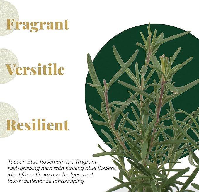 6 Tuscan Blue Rosemary, Live Plants – Rosmarinus Officinalis – Hardy & Fragrant Herb in 2.5” Nursery Pots – Grows Up to 5 Ft, Easy to Maintain, Great for Cooking, Landscaping & Aromatherapy
