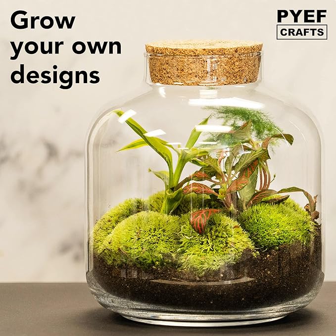 DIY Terrarium Kit for Plants – Build a Self‑Sustaining Closed Ecosystem – Supplies for Up to 68 oz (1‑2 Liter) – Succulents, Air Plants (Tillandsia), Fern – Jar Not Included