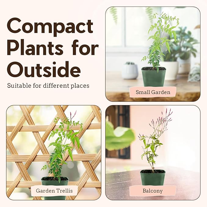 My Shelfie - Mini Pink Jasmine Plant Vine, Jasmine Plant Starter in 2-Inch Pot, Live Plants Outdoor Setting, Jasmine Plant Live Grows to 3-5 Inches, Pet-Friendly, 3-Piece