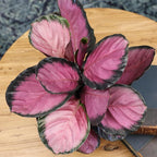 Pet Safe Purple Prayer Plant (Calathea Roseopicta) in 6" Grower Pot, Pet Friendly Houseplant, Live Prayer Plants & Air Purifying Indoor Houseplants by Plants for Pets
