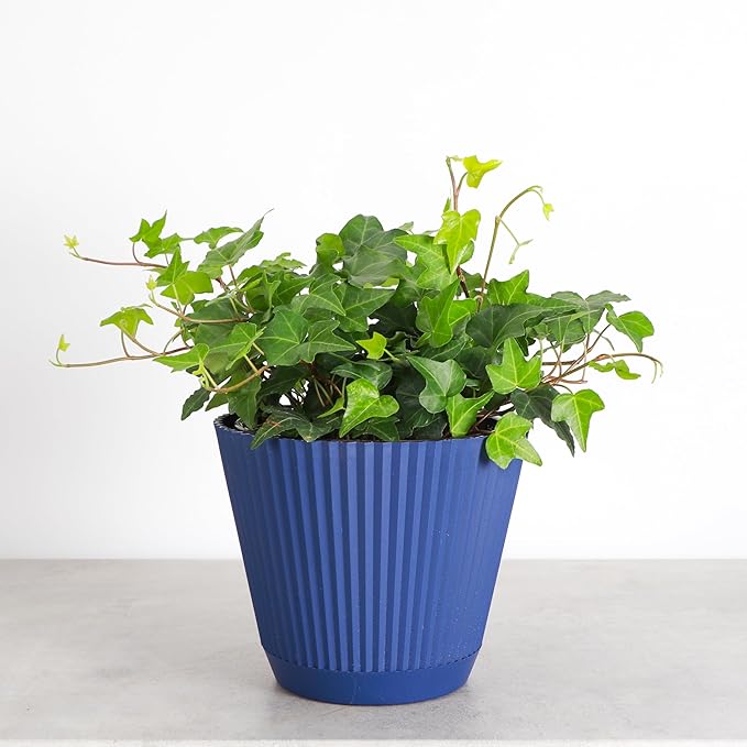 Thorsen's Greenhouse Live Green English Ivy Plant, Hedera Helix, Natural Air Purifier, Easy to Grow, Live Indoor Houseplant, (Navy - 6" Pot)
