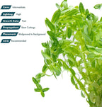 SubstrateSource Live Plants – Water Hedge (Didiplis Diandra) – High Light, Green with Red Tips, Midground to Background Accent – Lead Bunch, 1 Pack
