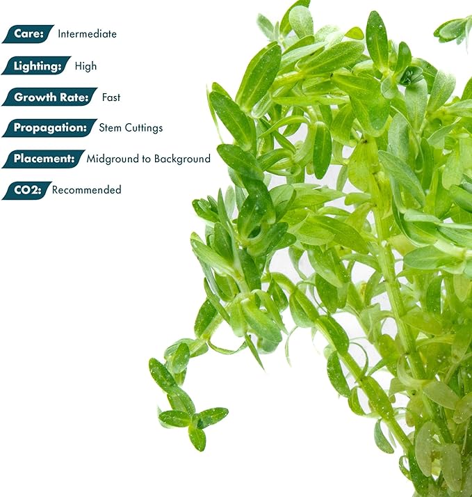 SubstrateSource Live Plants – Water Hedge (Didiplis Diandra) – High Light, Green with Red Tips, Midground to Background Accent – Lead Bunch, 1 Pack
