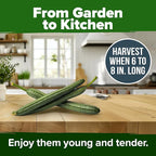 HOME GROWN Luffa Seeds 80+ Heirloom Non-GMO Loofah Gourd Seeds for Planting, High Germination, Natural Bath Sponges, Edible Vining Vegetable Garden, Harvest Young Gourd (Luffa aegyptiaca)
