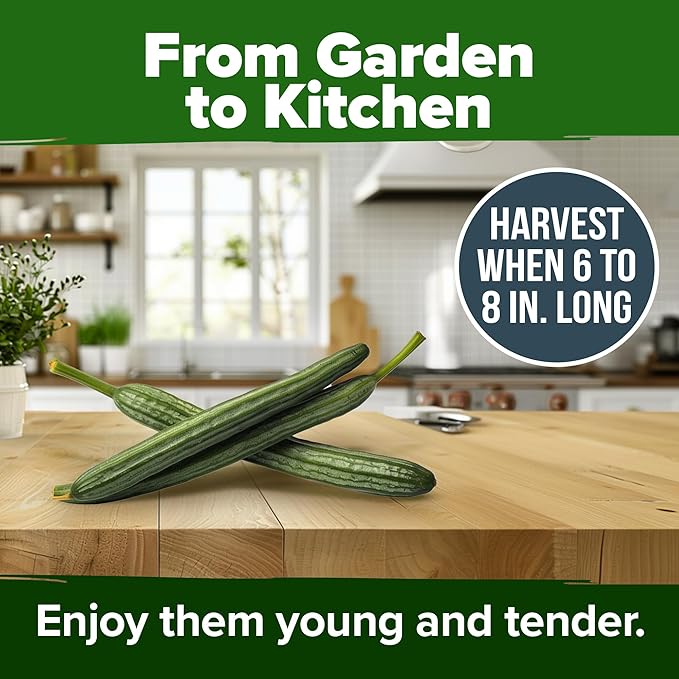 HOME GROWN Luffa Seeds 80+ Heirloom Non-GMO Loofah Gourd Seeds for Planting, High Germination, Natural Bath Sponges, Edible Vining Vegetable Garden, Harvest Young Gourd (Luffa aegyptiaca)