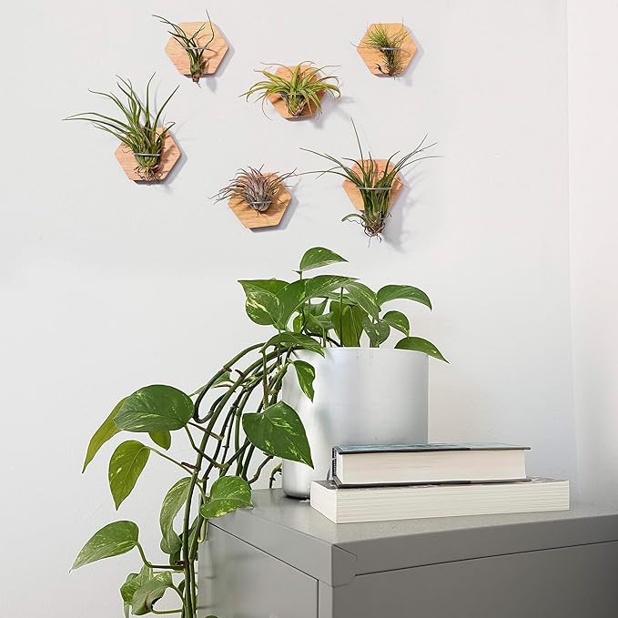 MITIME Air Plants Holders-Real Wood Live Air Plant Holders.Rustic Air Plant Stand,Wall-mounted to save space.(Plants not included)( Hexagonal Set of 6