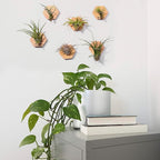 MITIME Air Plants Holders-Real Wood Live Air Plant Holders.Rustic Air Plant Stand,Wall-mounted to save space.(Plants not included)( Hexagonal Set of 6